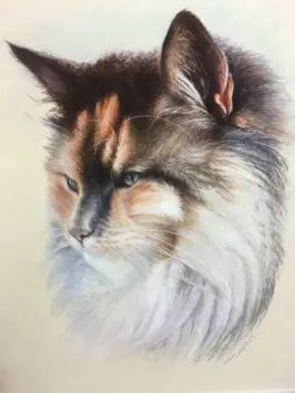 Regard - Pastel sec - MARICOUQ - Marie Claire COUQUEBERG - Artiste pastelliste